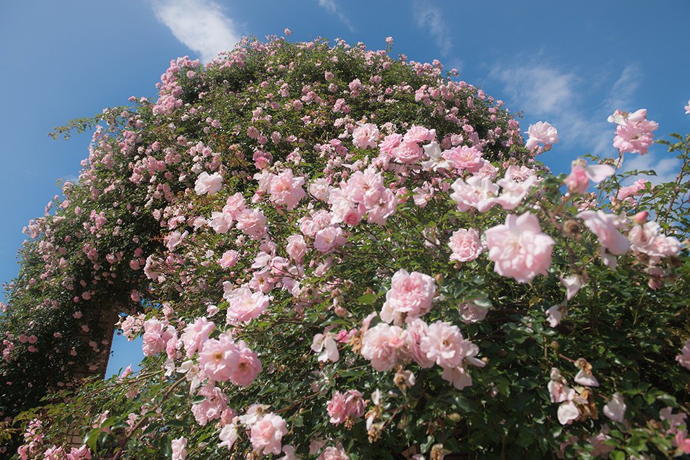 🏞️ 떡갈나무 잎 공원(가시와노하 공원) 이미지 7